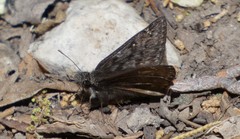 Erynnis telemachus