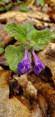 Scutellaria tuberosa