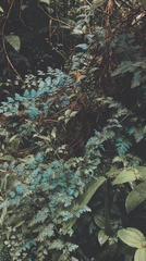 Selaginella willdenowii
