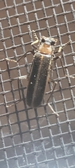 Podabrus flavicollis