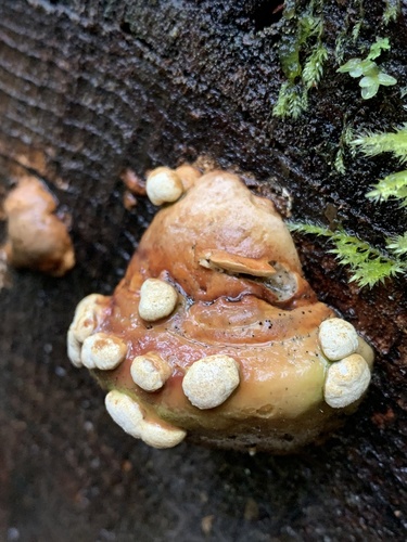 Representative image of Trichoderma pulvinatum