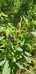 Thermopsis divaricarpa