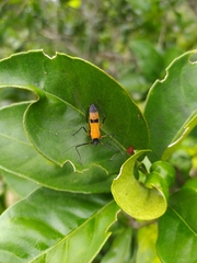 Longipes