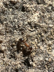 Temnothorax rugatulus