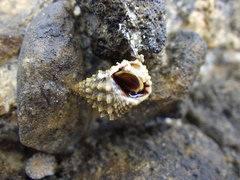Echinolittorina tuberculata