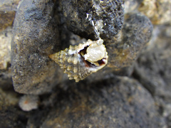 Echinolittorina tuberculata