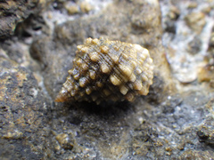 Echinolittorina tuberculata