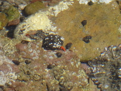 Calcinus californiensis