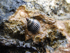 Image of Echinolittorina angustior