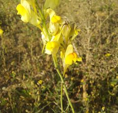 Linaria incompleta