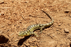 Abronia taeniata