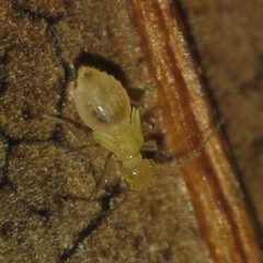 Xanthocaecilius quillayute