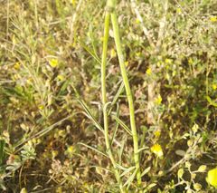 Linaria incompleta