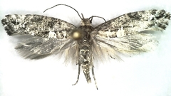Acrolepiopsis