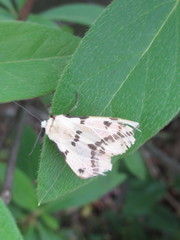 Spilarctia seriatopunctata