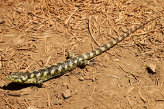 Abronia taeniata