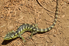 Abronia taeniata