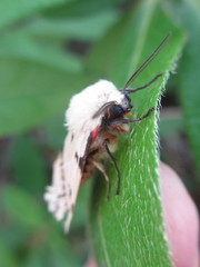 Spilarctia seriatopunctata