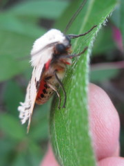 Spilarctia seriatopunctata