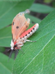 Spilarctia seriatopunctata