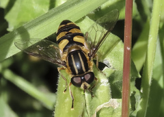 Helophilus fasciatus