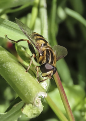 Helophilus fasciatus