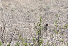Saxicola maurus
