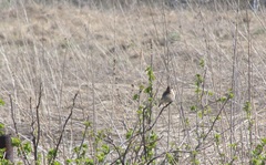 Saxicola maurus