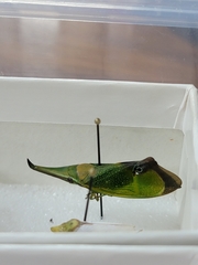 Odontoptera