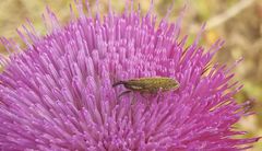 Lixus filiformis
