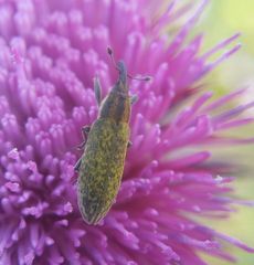 Lixus filiformis