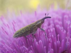 Lixus filiformis