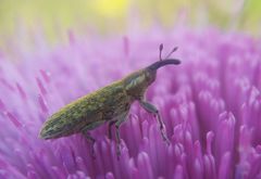 Lixus filiformis