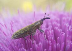 Lixus filiformis