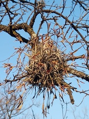 Tillandsia recurvata
