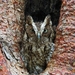 Middle American Screech-Owl - Photo (c) angel_castillo_birdingtours, some rights reserved (CC BY-NC), uploaded by angel_castillo_birdingtours