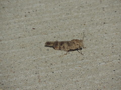 Spharagemon cristatum