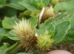 Alternanthera pungens