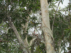 Spinus psaltria