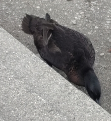 Anas platyrhynchos domesticus