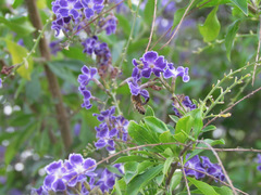 Apis mellifera