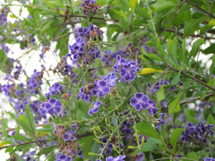 Apis mellifera