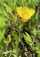 Oenothera sessilis