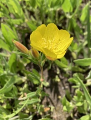 Oenothera sessilis