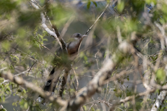 Coccyzus rufigularis