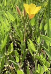 Oenothera sessilis