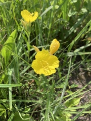 Oenothera sessilis