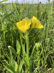 Oenothera sessilis