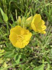 Oenothera sessilis