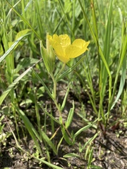 Oenothera sessilis